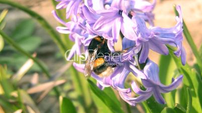 Bumblebee on hyacinth.