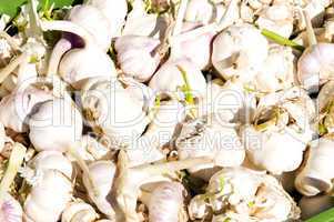 Knoblauch