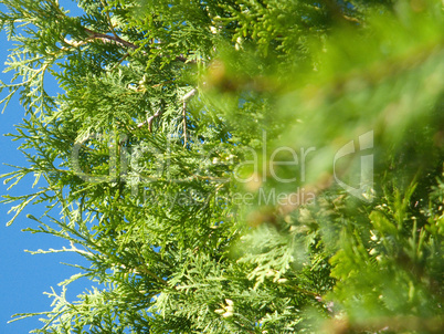 Hecke Grün