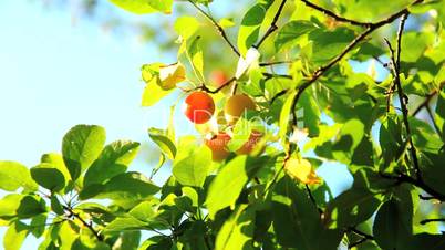 plum tree
