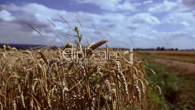 wehendes Kornfeld