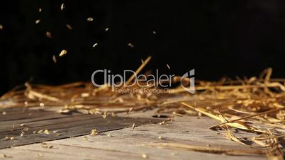 Weizen fällt auf den Tisch
