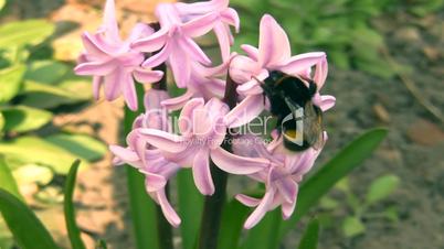 Bumblebee on hyacinth.
