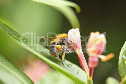 Fleißige Hummel