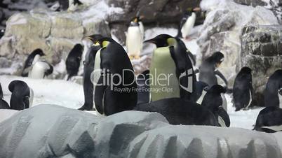 Pinguine im Zoo