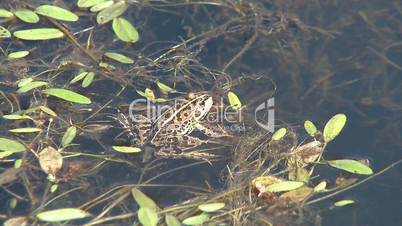 Frog on pond