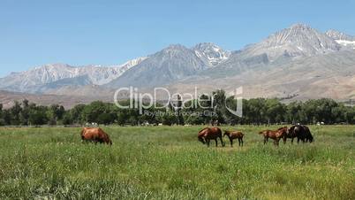 Horses in a Field Outdoors in the Sierra Mountains
