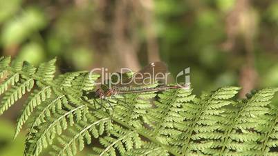 dragonfly on leaf in swamp