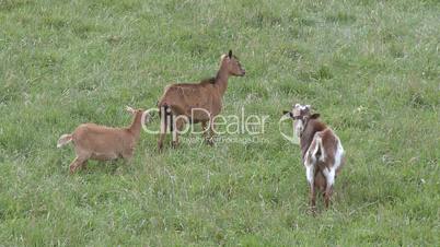 goats grazing in green field