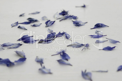 Blaue Blütenblätter