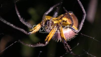 Spider spinning a web at night