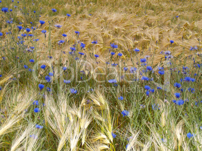 Kornblumen im Gerstenfeld