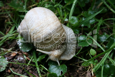 Schnecke