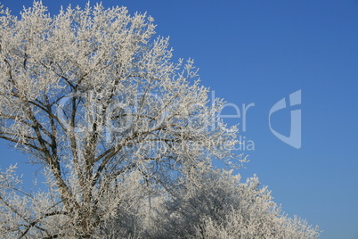 Baum mit Raureif