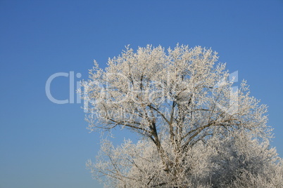 winterlicher Baum