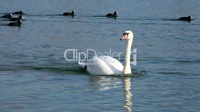 White Swan swiming