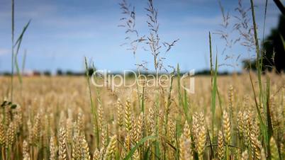 gold Field of wheat