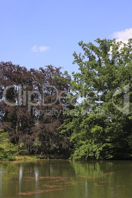 Teich im Sommer