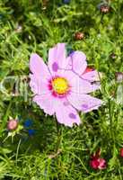 Cosmea