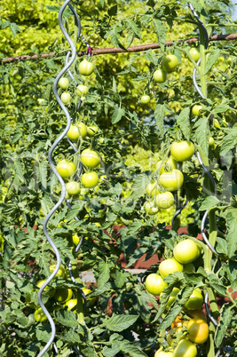 unreife Tomaten