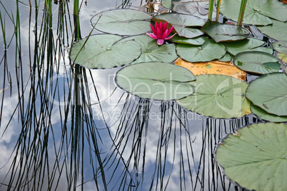 Gartenteich-Detail