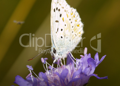 polyommatus icarus