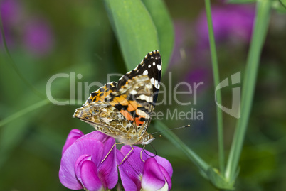 Schmetterling