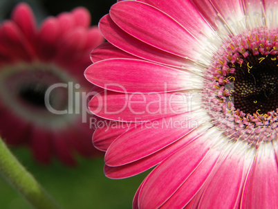 Gerbera