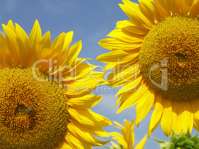 Sonnenblumen