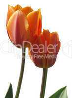 Tulpen