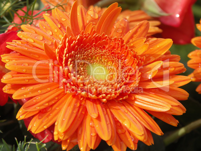 orange Gerbera