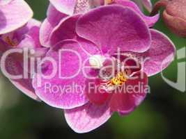 Orchidee