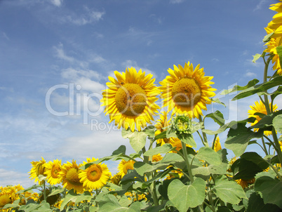 Sonnenblume