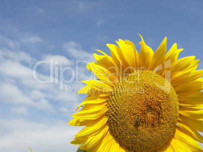 Sonnenblume