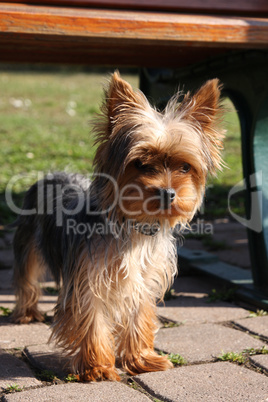 Yorkshire Terrier