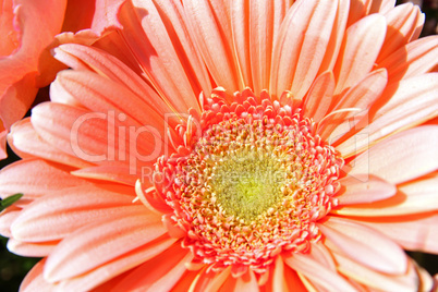 Gerbera