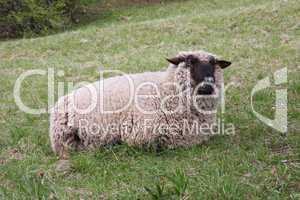 Schaf auf der Weide