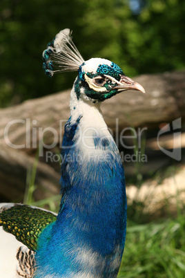 Pfau