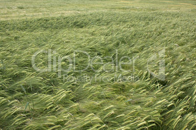Grünes Getreidefeld