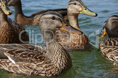 Entenweibchen im Wasser