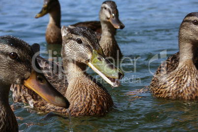 Entenweibchen im Wasser