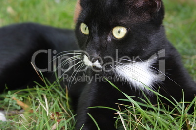 Schwarze Katze auf einer Wiese