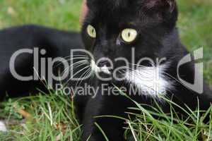 Schwarze Katze auf einer Wiese