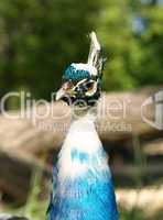 Pfau