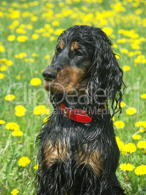 Cocker Spaniel