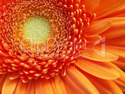 Gerbera