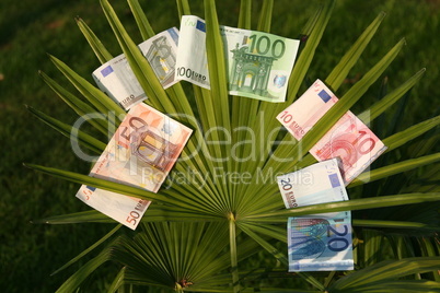 Geld auf Palme