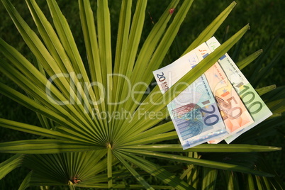 Geld auf Palme