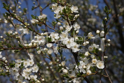 Kirschblüten