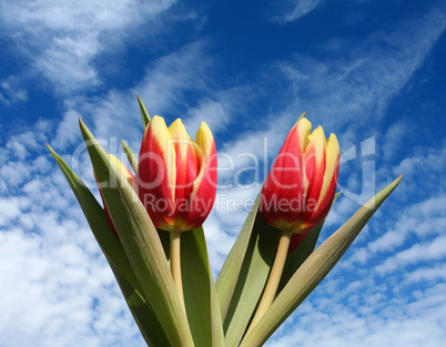 Tulpen